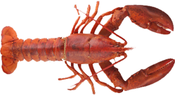 0lobster1rt.png