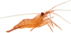 0shrimp6t.png