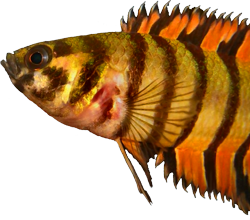  Bushfish, Gouramis, Bettas