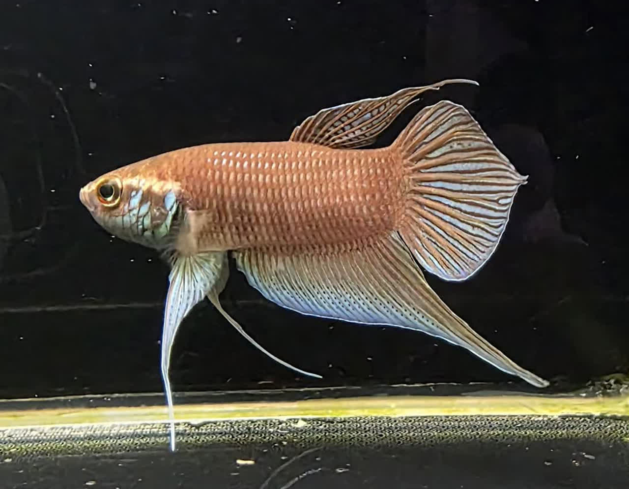raja