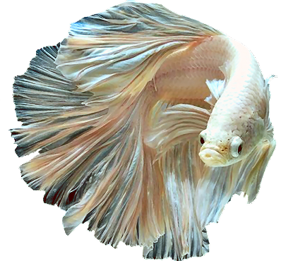 Half moon mustand gas betta