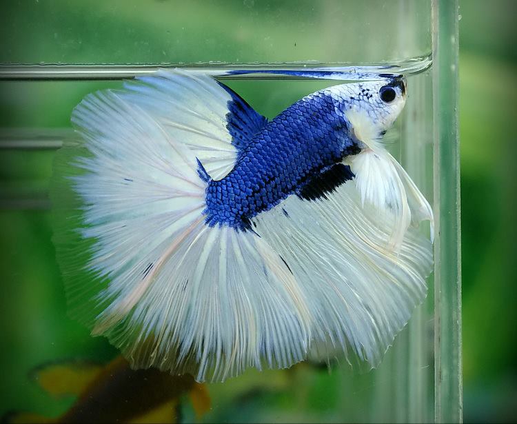 Yellow blue Butterfly betta