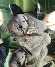 00-0-Copr_2018-JL_Aquarium_Water_Worldt.jpg