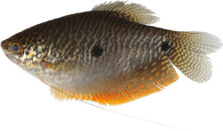 01-0-Copr_2012-Tan_Heok_Hui-Ft.png