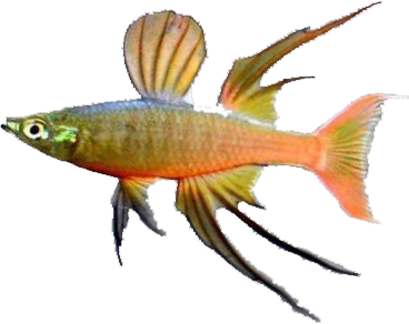 Iriatherina
