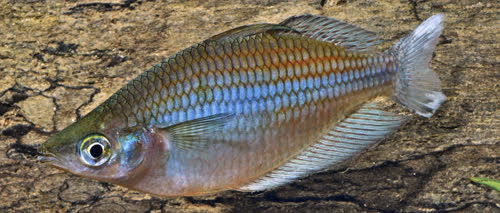 albimarginata