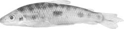 cylindriformis