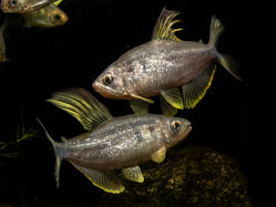 00-0-Copr_2025-FishGaraget.jpg