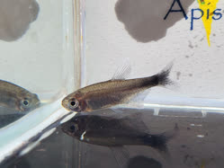 00-0-Copr_2026-Apisto_Aquariumt.jpg