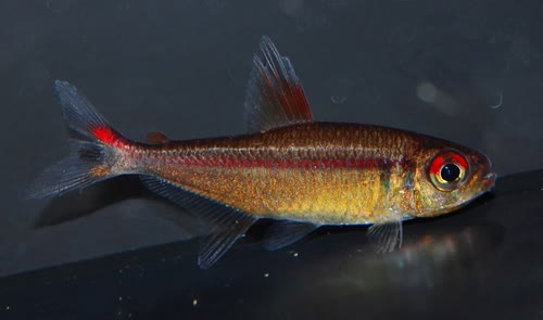 rubrostriatus