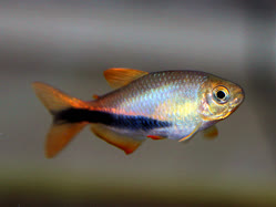 01-0-Copr_2025-Aquatic_Transformt.jpg