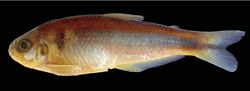 00-0-Copr_2018-Holotype-MUSM-35491-male-654-mm-SL-upper-rio-Madre-de-Diost.png