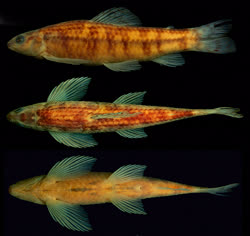 00-0-Copr_2022-Leonardo_Oliveira-Silva_Holotype_MZUSP_125896t.jpg