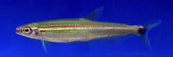 00-0-Copr_2026-Maidenhead_Aquaticst.jpg