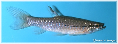 semifasciata