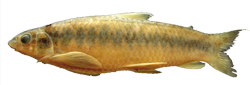 00-0-Copr_2010-Burbano-Holotype_CIUA_1125t.png