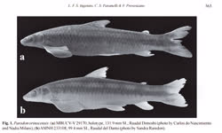 00-0-Copr_2021-Ingenito-Holotype_MBUCV-V_29170t.jpg