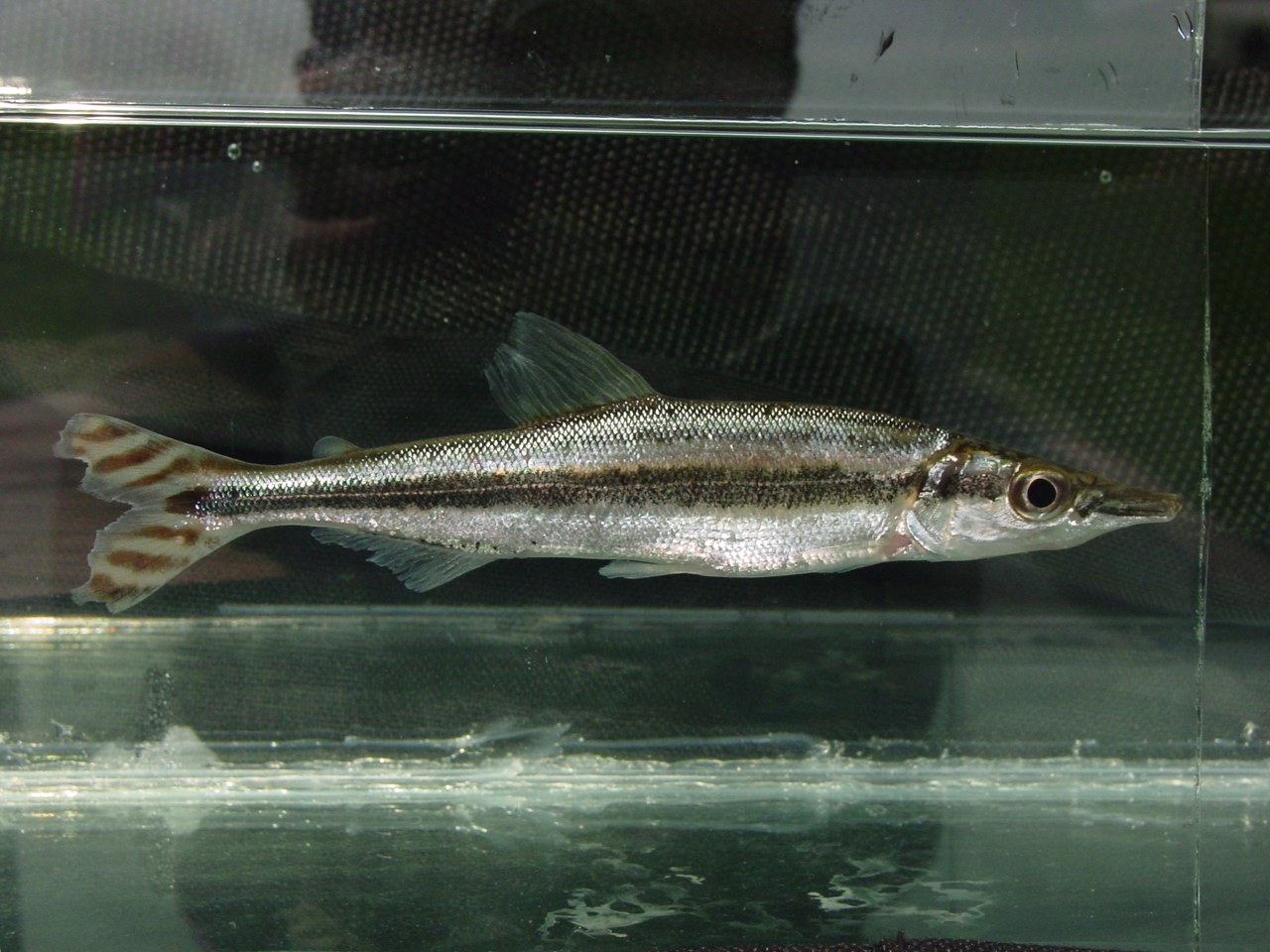 ornatus