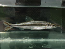 00-0-Copr_2026-Biodiversity_of_Gabont.jpg