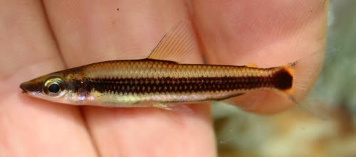 latifasciatus