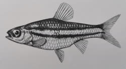 00-0-Copr-1963_Max_Poll-Holotype_MRAC_98971t.jpg
