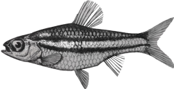 00-0-Copr-1963_Max_Poll-Holotype_MRAC_98971t.png