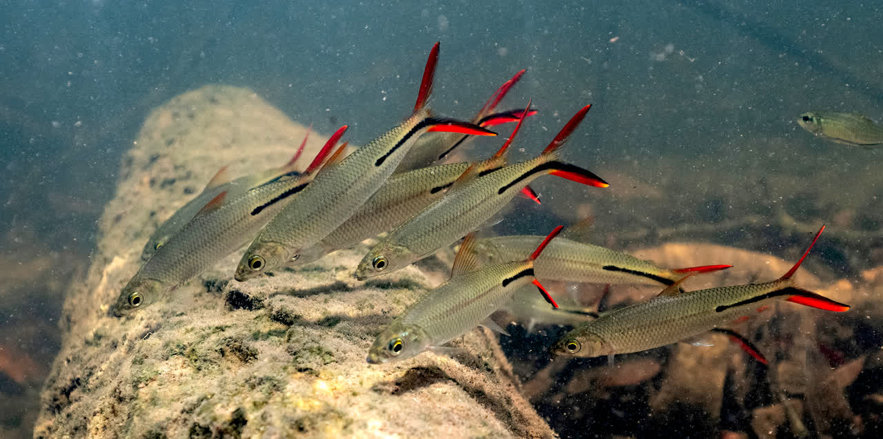 semitaeniatus
