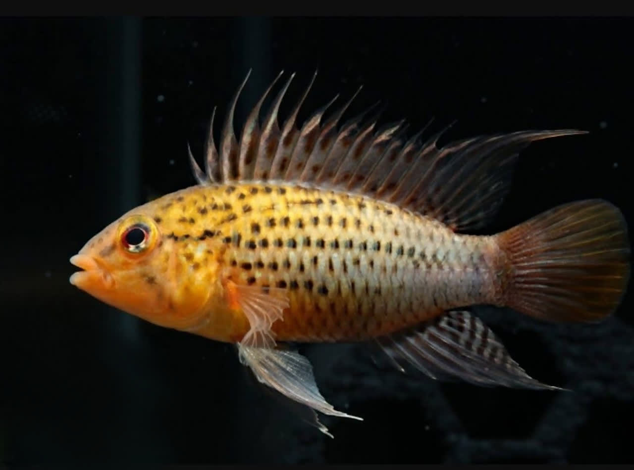 guttata