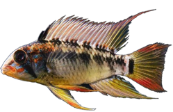 macmasteri
