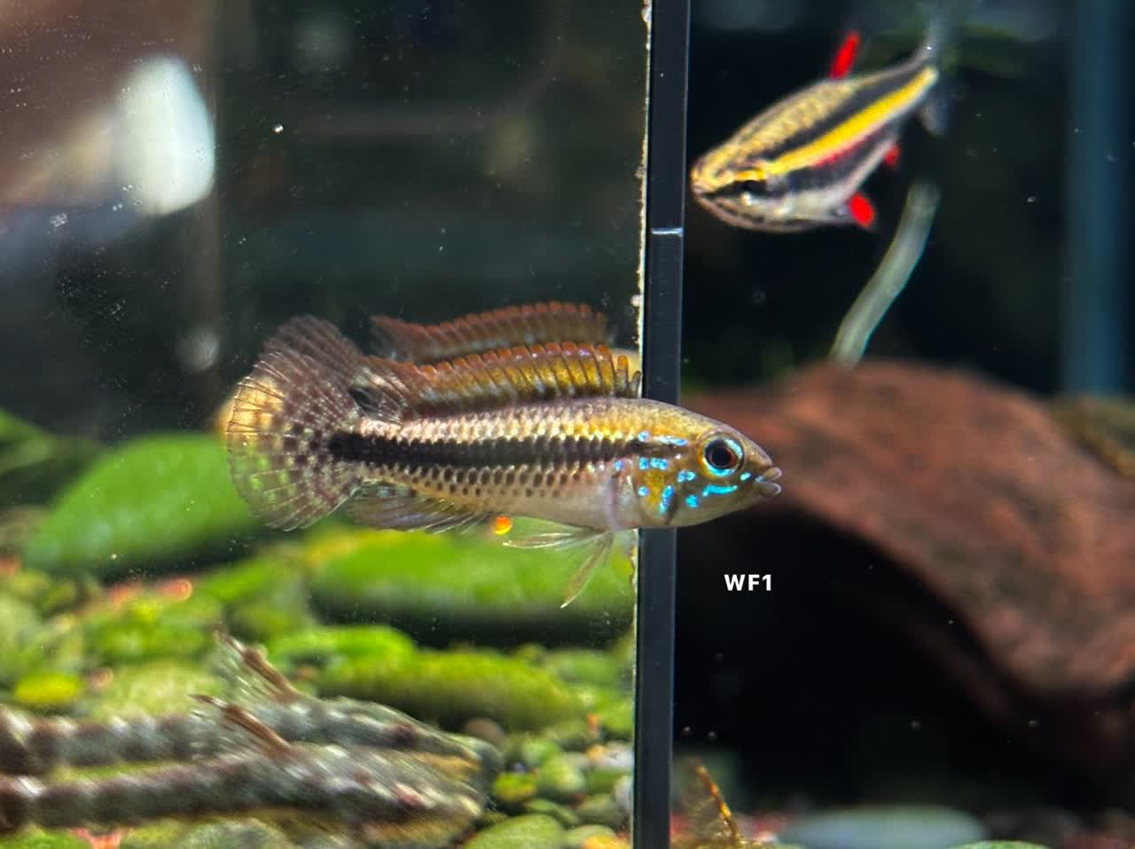 pulchra