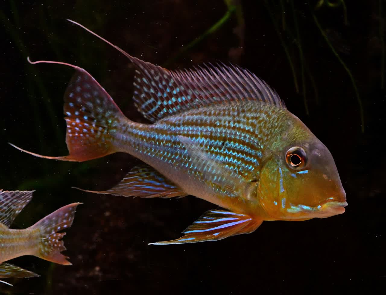 cf_altifrons_Aripuana