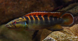 00-0-Copr_2022-Angelfisht.jpg