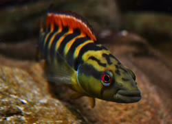 01-0-Copr_2022-Angelfisht.jpg