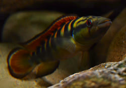 02-0-Copr_2022-Angelfisht.jpg