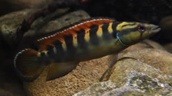 03-0-Copr_2022-Angelfisht.jpg