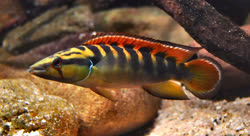 Hemeraia