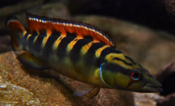 05-0-Copr_2022-Angelfisht.jpg