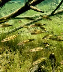 lenticulata