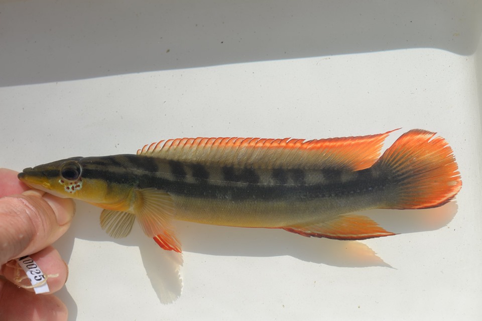 ternetzi