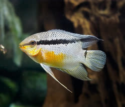 00-0-Copr_2026-proaquariumt.jpg