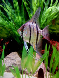 P. scalare