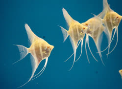 albino
