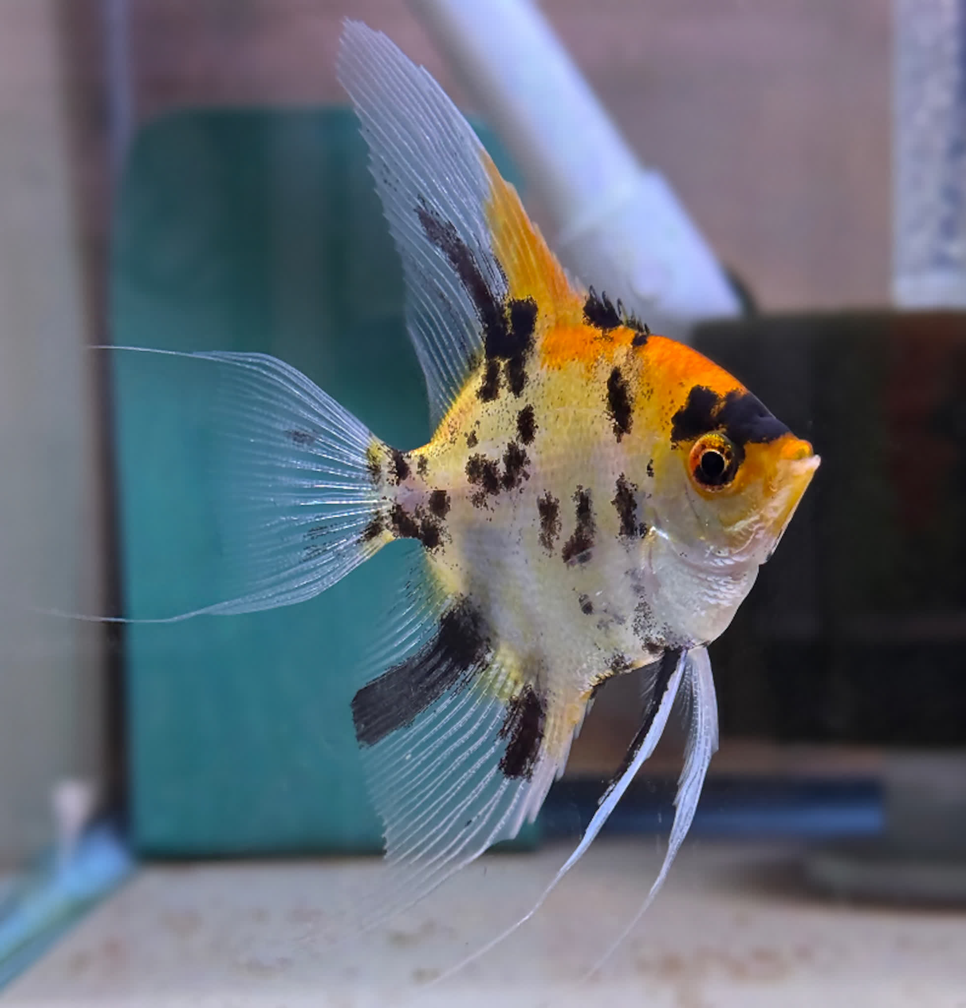 koi