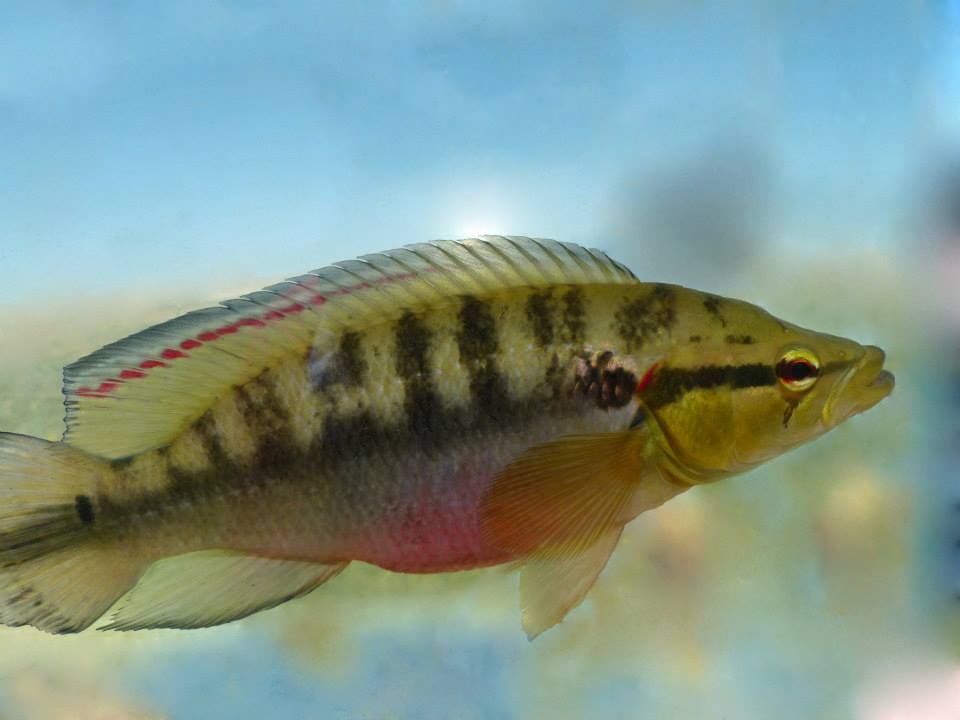 lepidota