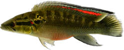 00-1-Copr_2021-Autoctonos_de_Uruguayt.png