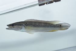 saxatilis