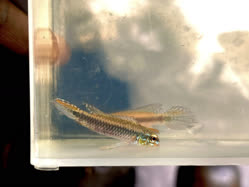 02-0-Copr_2025-Rehoboth_Aquaticst.jpg