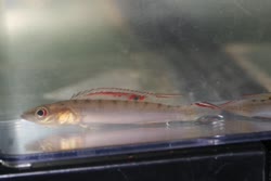 notophthalmus