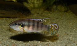 00-0-Copr_2025-Anton_Lambojt.jpg
