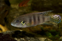 01-0-Copr_2025-Anton_Lambojt.jpg